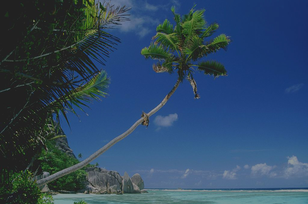 Goa Palm, Tree Zense Resort